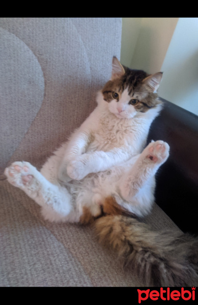 Norwegian Forest, Kedi  Bıdık fotoğrafı