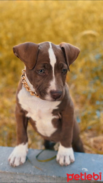 Amerikan Pitbull Terrier, Köpek  Şivas fotoğrafı