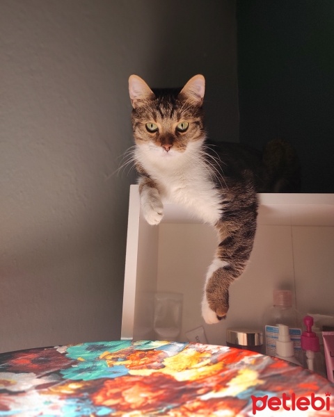 Tekir Kedi, Kedi  MUFFİN fotoğrafı