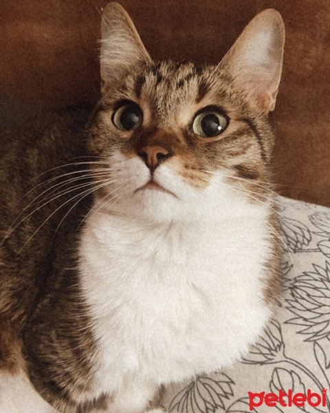Tekir Kedi, Kedi  MUFFİN fotoğrafı