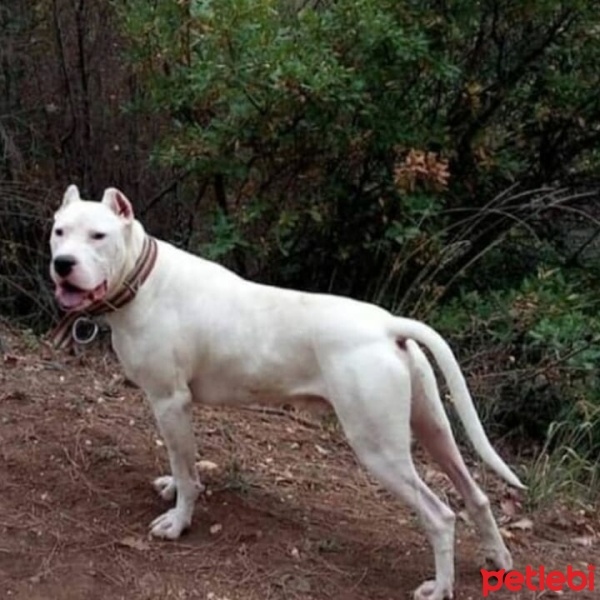 Dogo Arjantin, Köpek  Kral fotoğrafı