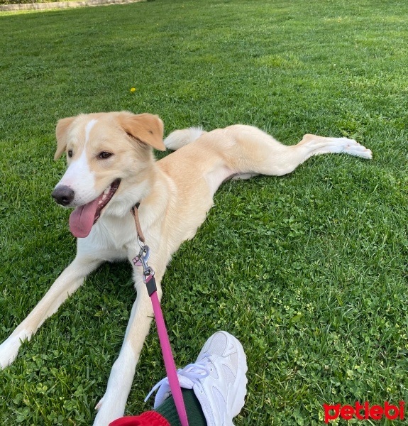 Sokö (Sokak Köpeği), Köpek  Üzüm fotoğrafı