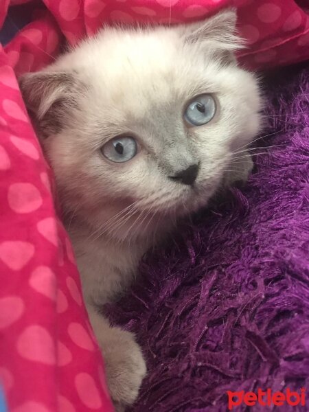 Scottish Fold, Kedi  Lord Alpha fotoğrafı