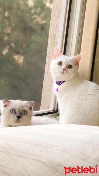 British Shorthair, Kedi  Lady fotoğrafı