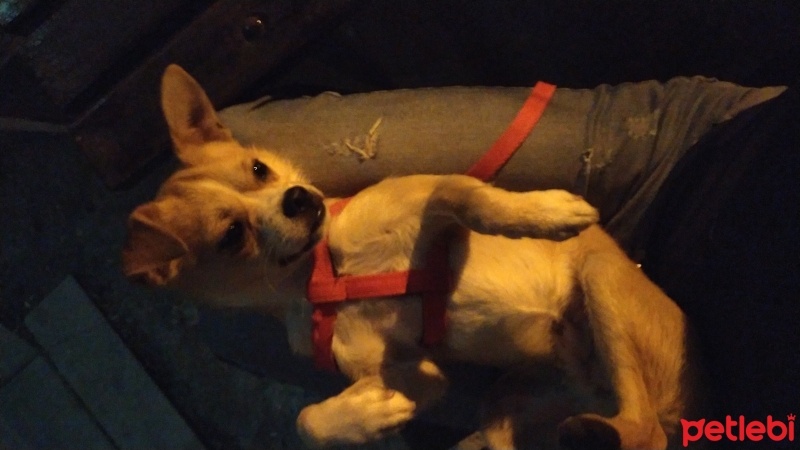 Chihuahua, Köpek  Cesur fotoğrafı