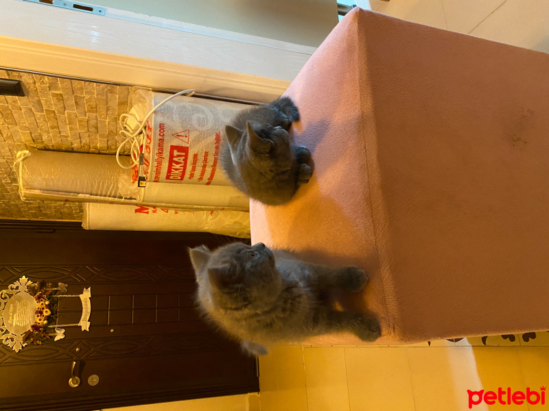 British Shorthair, Kedi  MİNA ŞANSLI fotoğrafı