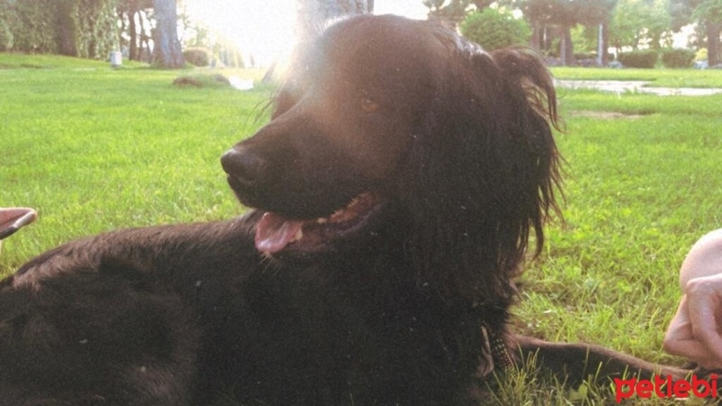 Amerikan Cocker Spaniel, Köpek  Şans fotoğrafı