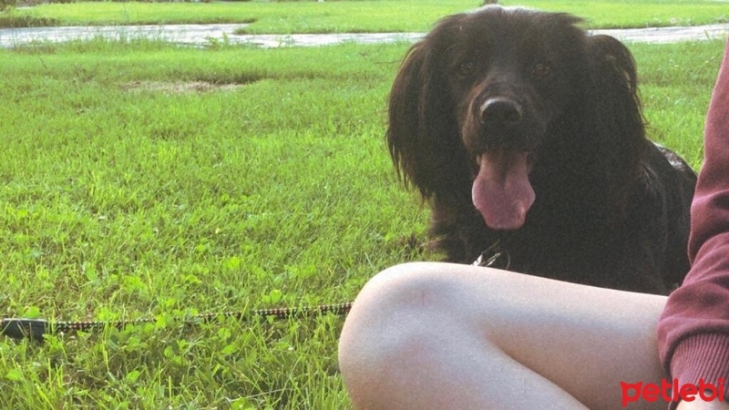 Amerikan Cocker Spaniel, Köpek  Şans fotoğrafı