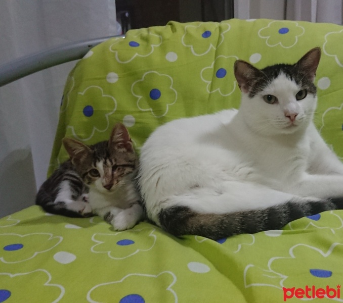 Tekir Kedi, Kedi  Afacan fotoğrafı