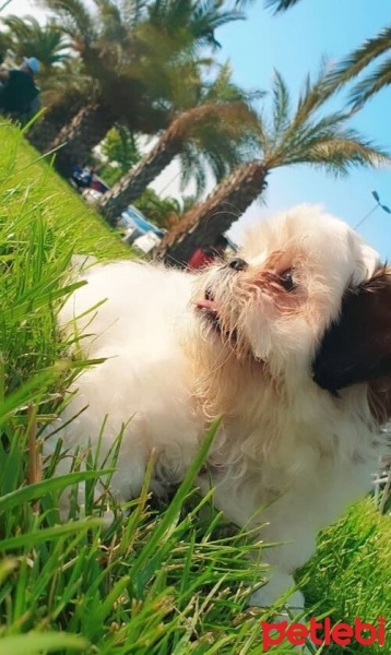 Shih Tzu, Köpek  Bal fotoğrafı