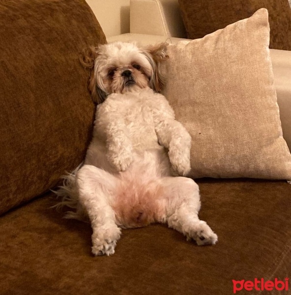 Shih Tzu, Köpek  Bal fotoğrafı