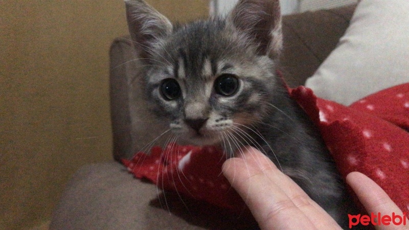 Tekir Kedi, Kedi  Gümüş fotoğrafı