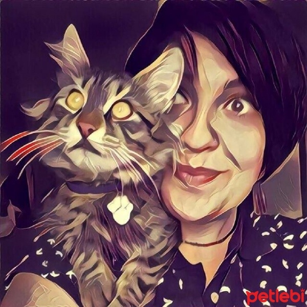 Norwegian Forest, Kedi  Çavuş fotoğrafı