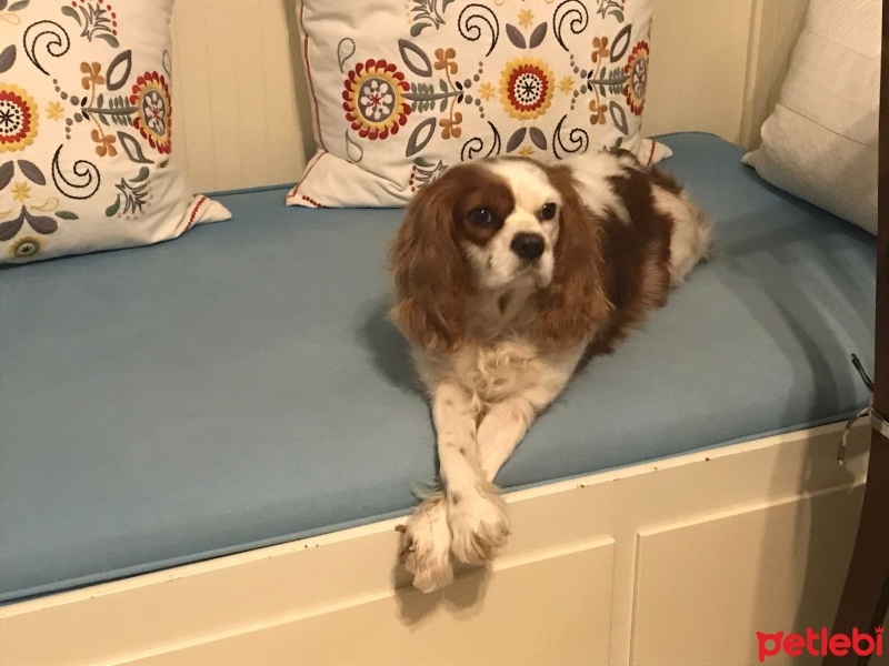 Cavalier King Charles Spanieli, Köpek  Mocha fotoğrafı