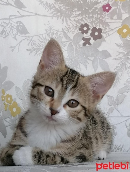 Tekir Kedi, Kedi  Bihter fotoğrafı