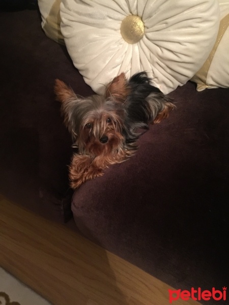 Yorkshire Terrier, Köpek  Papi fotoğrafı