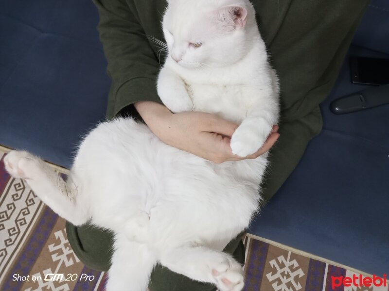 Ankara Kedisi, Kedi  Sharlock şakir fotoğrafı