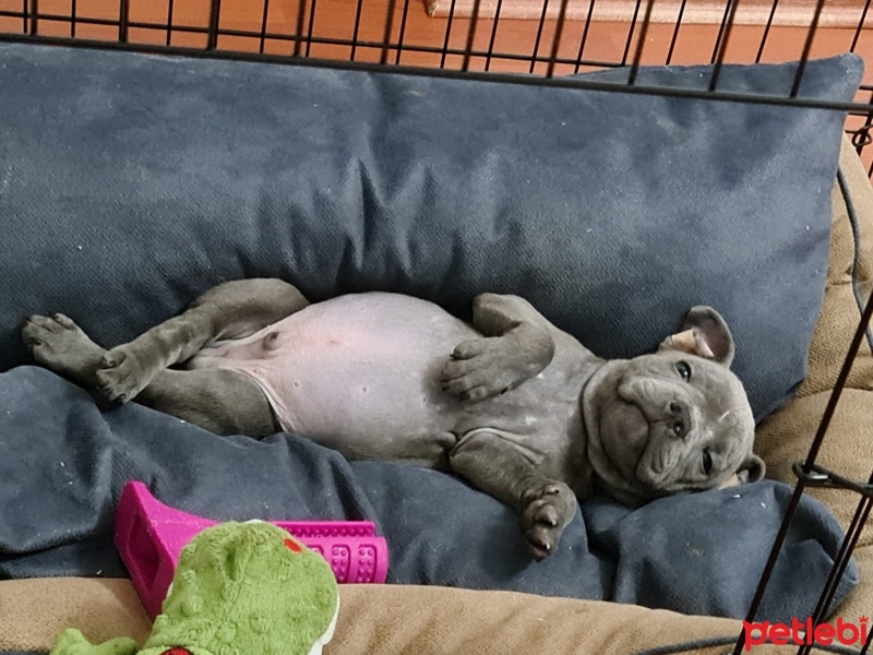 Staffordshire Bull Terrier, Köpek  Jason Bold fotoğrafı