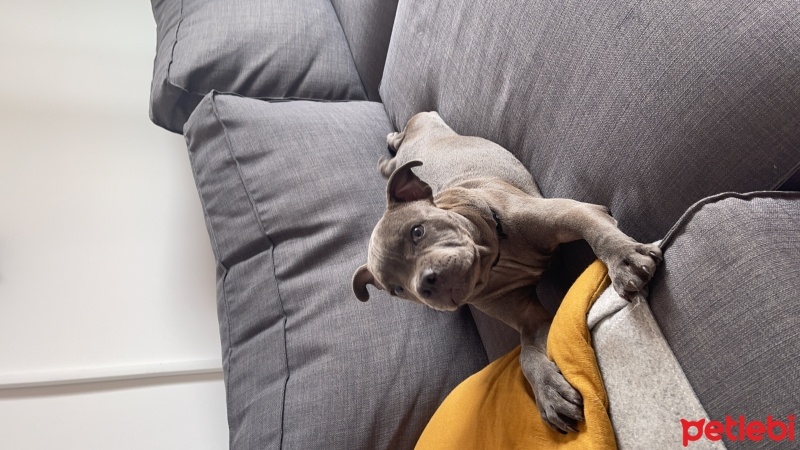 Staffordshire Bull Terrier, Köpek  Jason Bold fotoğrafı