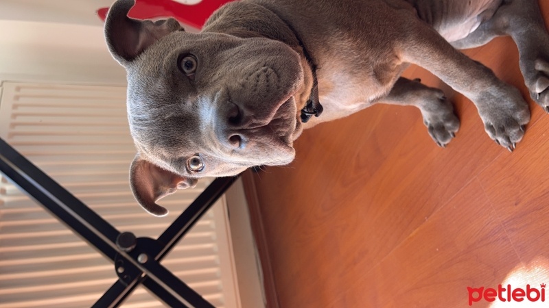 Staffordshire Bull Terrier, Köpek  Jason Bold fotoğrafı