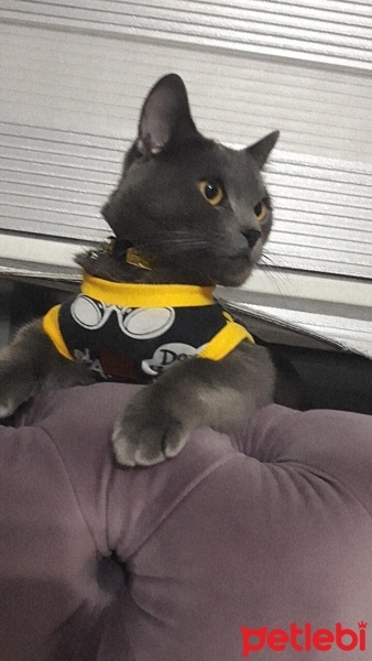 Mavi Rus, Kedi  Mırmır fotoğrafı