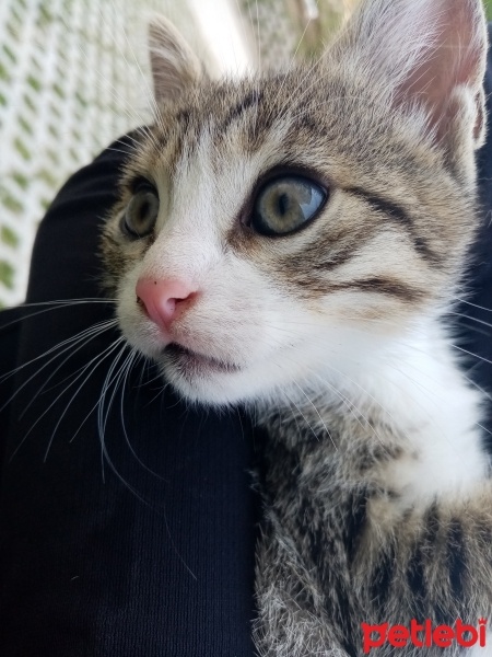 Tekir Kedi, Kedi  Aragog, sis coconat fotoğrafı