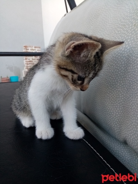 Tekir Kedi, Kedi  Aragog, sis coconat fotoğrafı