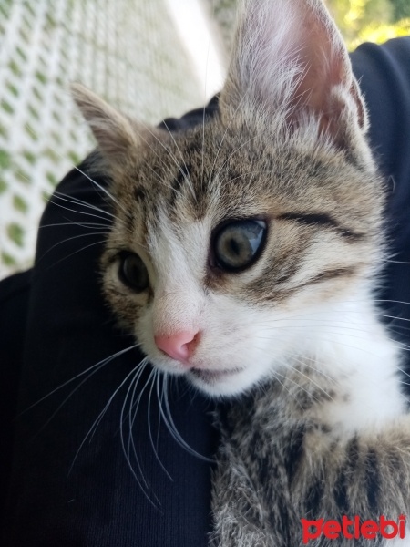 Tekir Kedi, Kedi  Aragog, sis coconat fotoğrafı