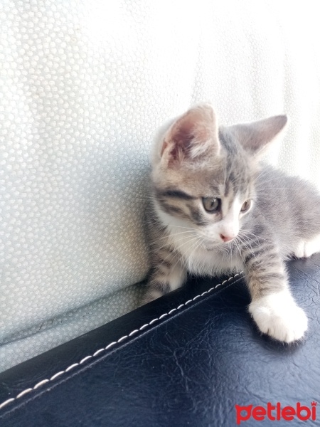 Tekir Kedi, Kedi  Aragog, sis coconat fotoğrafı