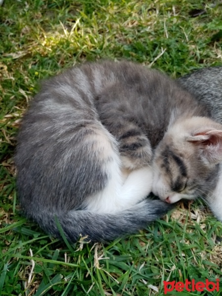 Tekir Kedi, Kedi  Aragog, sis coconat fotoğrafı