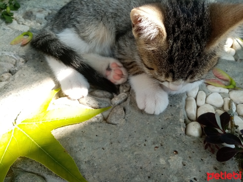 Tekir Kedi, Kedi  Aragog, sis coconat fotoğrafı