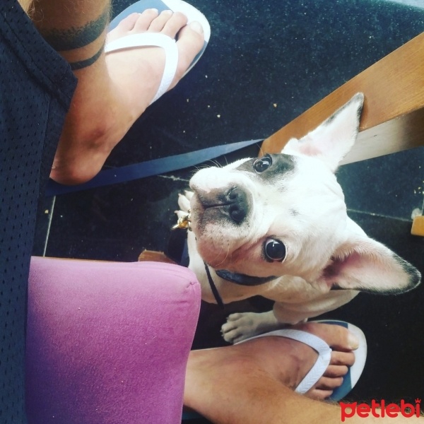 Fransız Bulldog, Köpek  Küflü fotoğrafı
