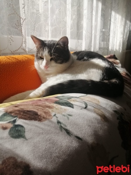 Tekir Kedi, Kedi  Mia fotoğrafı
