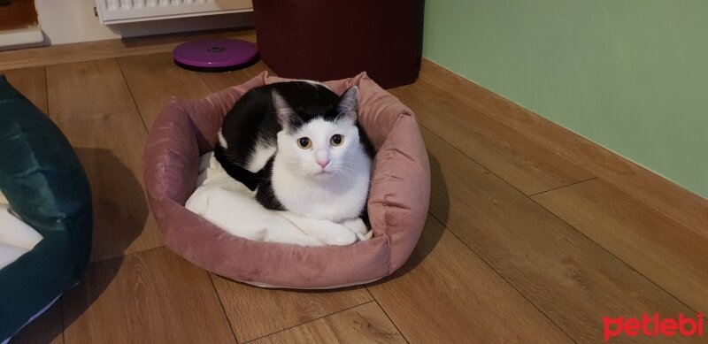 Tuxedo (Smokin) Kedi, Kedi  Mıncık fotoğrafı