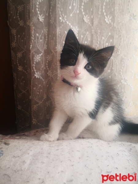 Tekir Kedi, Kedi  Zeytin fotoğrafı