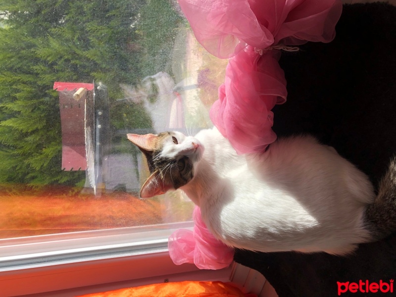 Tekir Kedi, Kedi  Latte fotoğrafı