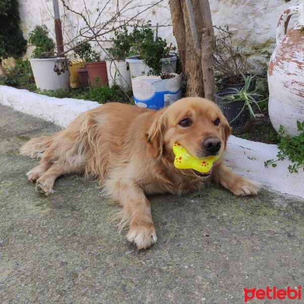 Golden Retriever, Köpek  Tarçın fotoğrafı