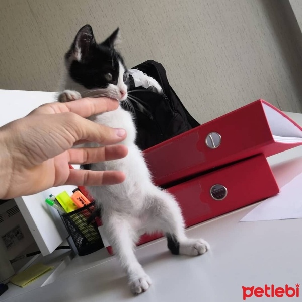 Tekir Kedi, Kedi  Miyav fotoğrafı