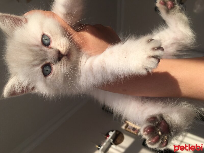 British Shorthair, Kedi  Leo fotoğrafı