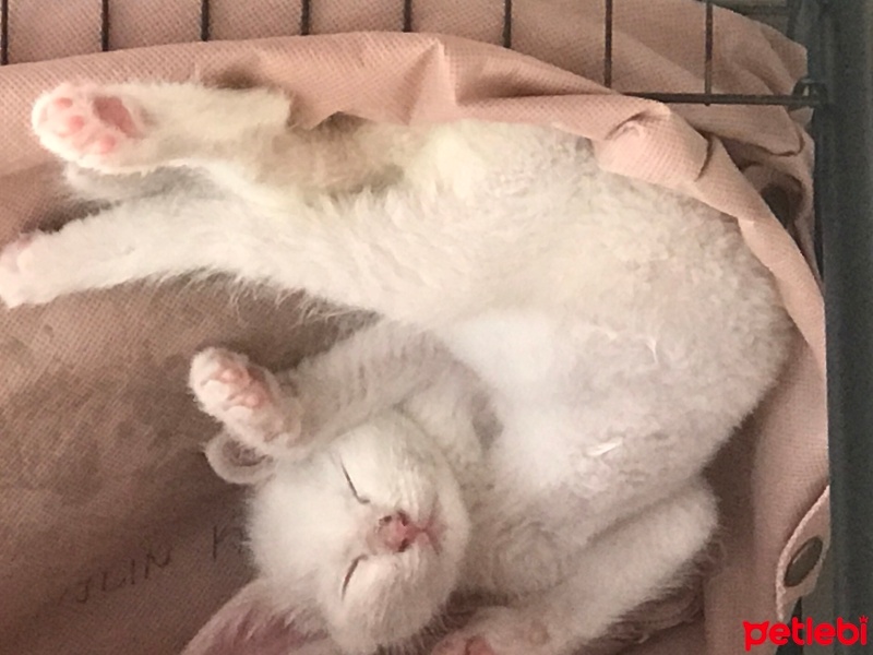 Ankara Kedisi, Kedi  Miya fotoğrafı