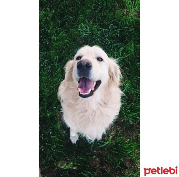 Golden Retriever, Köpek  Aragorn fotoğrafı