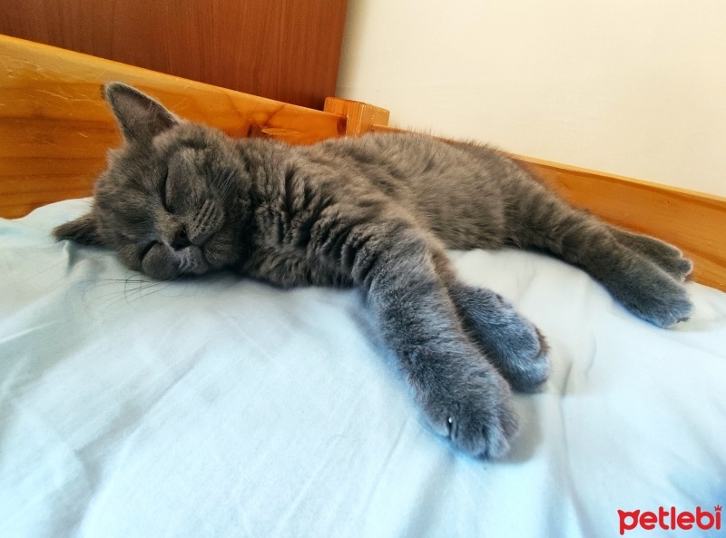 British Shorthair, Kedi  Pati fotoğrafı