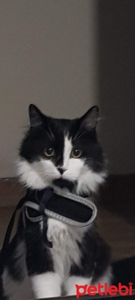 Norwegian Forest, Kedi  BATMAN fotoğrafı