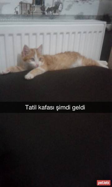 Tekir Kedi, Kedi  Mars fotoğrafı