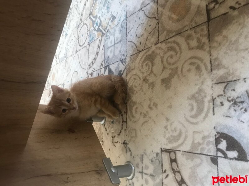 Tekir Kedi, Kedi  Eşref fotoğrafı