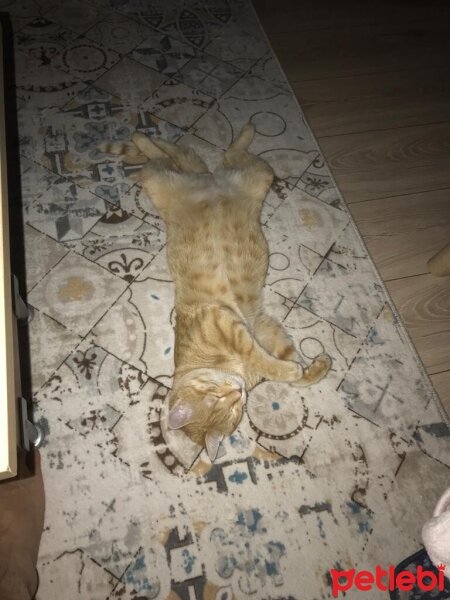 Tekir Kedi, Kedi  Eşref fotoğrafı