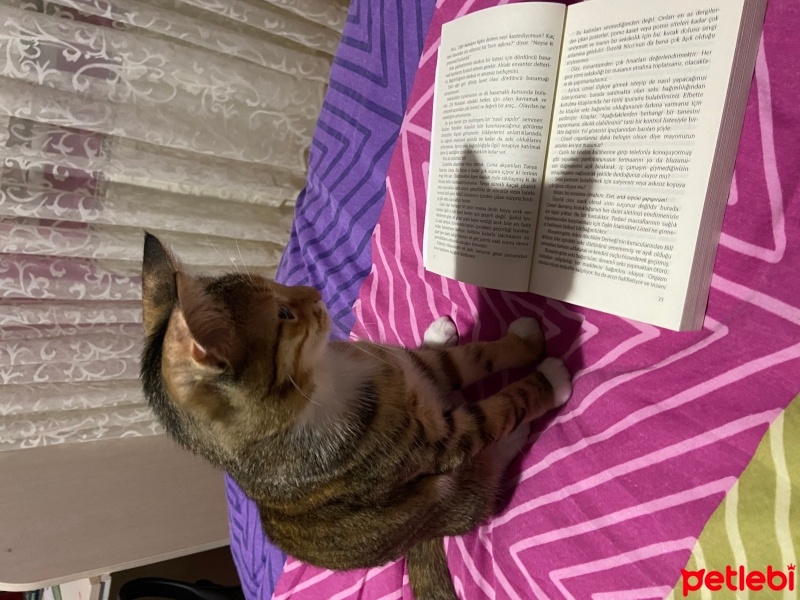 Tekir Kedi, Kedi  Şeker fotoğrafı