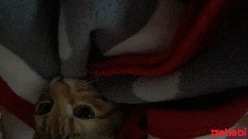 Tekir Kedi, Kedi  Şeker fotoğrafı