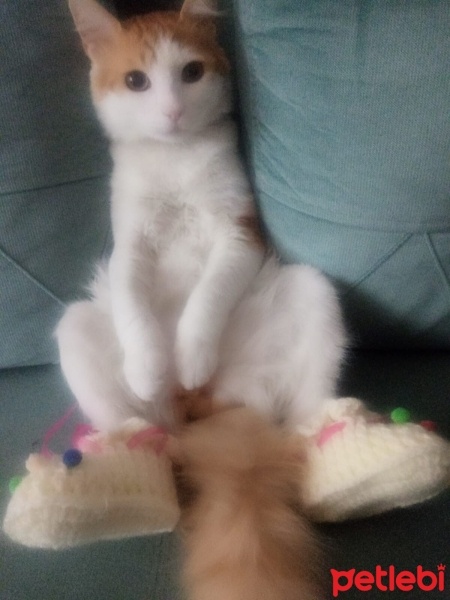 Tekir Kedi, Kedi  Pati fotoğrafı