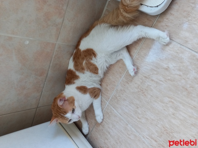 Tekir Kedi, Kedi  Pati fotoğrafı